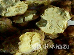 凍干夏天無(wú)