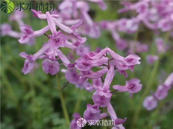 夏天無(wú)5