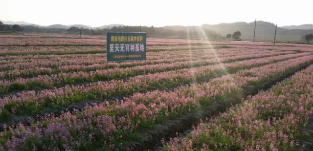 人民日報發(fā)文：種植中藥材，品質(zhì)咋保證