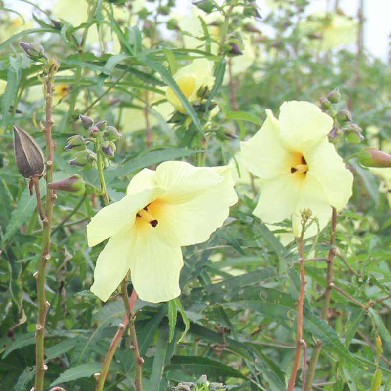 黃蜀葵花原料大量出